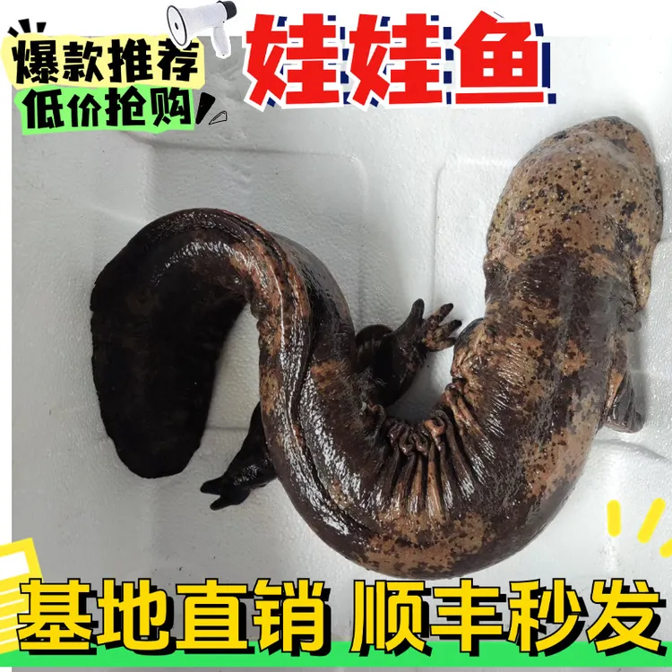 特惠大鱼 7斤-30斤活体娃娃鱼顺丰包邮包活可可养可观赏