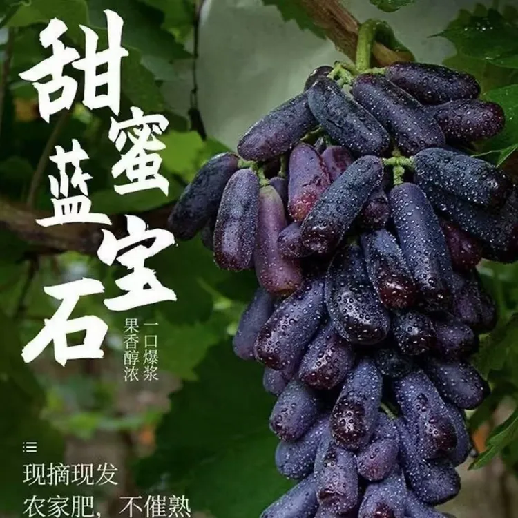 【顺丰冷链包邮】蓝宝石葡萄新鲜葡萄整串当季金手指美人指