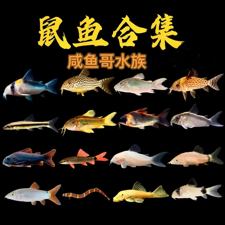 鼠鱼工具鱼集合清理残渣淡水群游