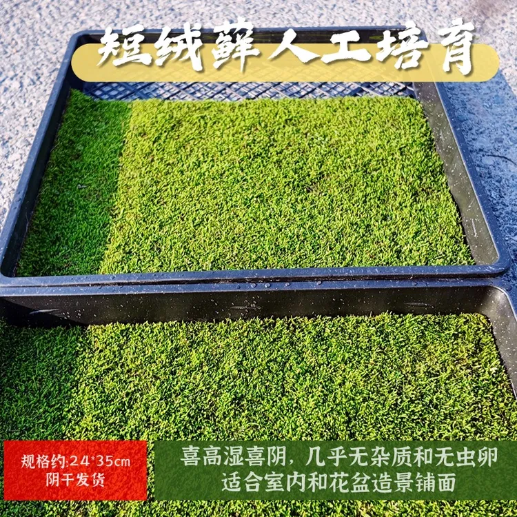 短绒藓鲜活高湿喜阴  基地直发鲜活苔藓造景铺面水陆缸雨林缸1