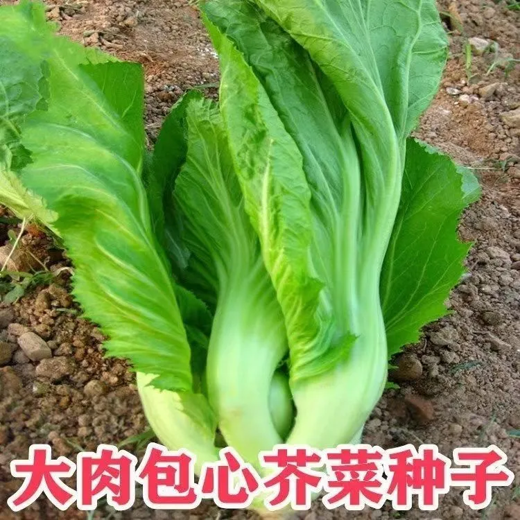 四季包心芥菜种子新鲜无筋介菜耐寒耐热约1000粒【全店满4.9包邮】
