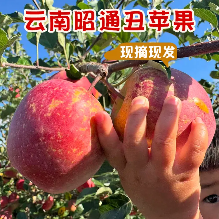 云南昭通山野当季新鲜脆甜冰糖心丑苹果果园直发实惠冰糖心苹果