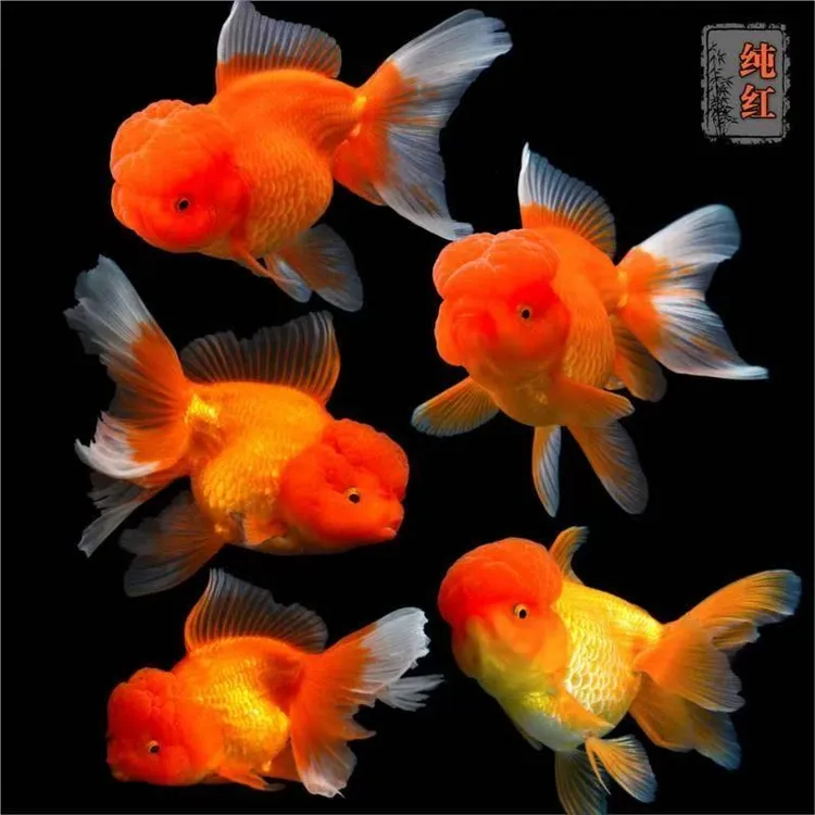 精品国狮冷水鱼5条红色12-13公分 需要打氧气（无开箱视频无售后）