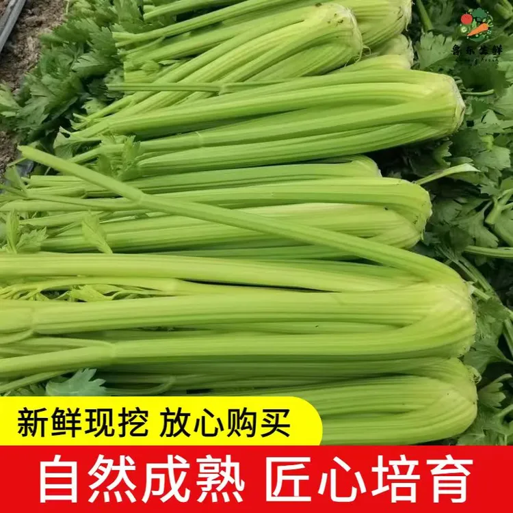 正宗寿光水果西芹产地现砍现发露天种植新鲜健康生吃榨汁西芹
