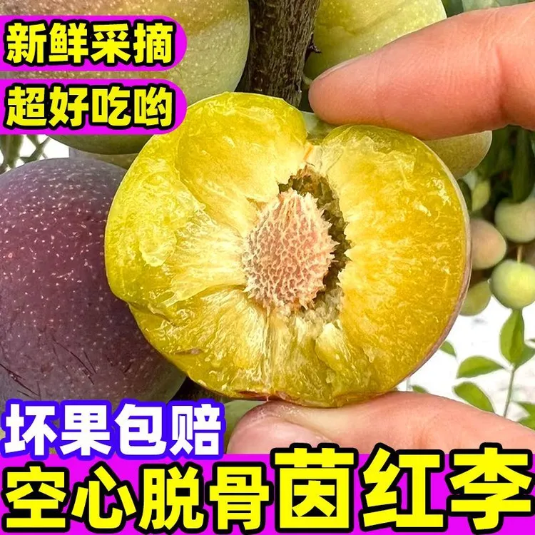 四川汶川脱骨李。