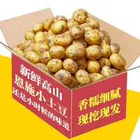 网红恩施黄心小土豆呀新鲜现挖5斤迷你马铃薯洋芋[鸡蛋大小]