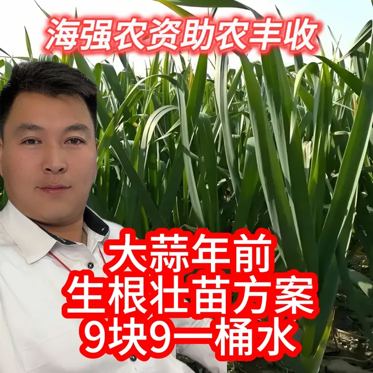 蒜年前生根壮苗营养方案