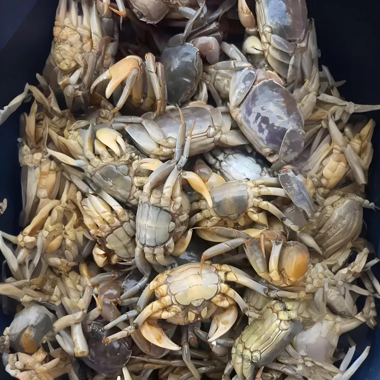 嘟噜子生呛发财蟹嘎嘣脆