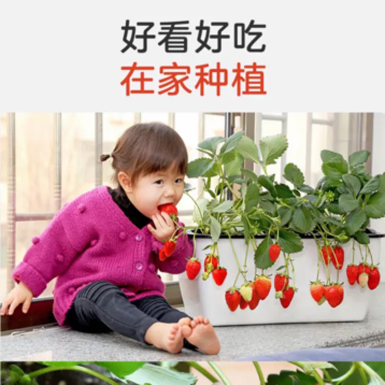 现挖现发带土发货成活率高奶油草莓苗土球发货草莓苗包邮