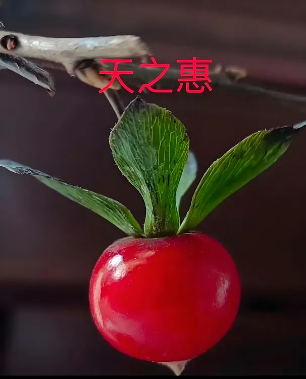 老鸦柿盆景植物盆景新品种，基地直发，品种对版。偏远地区不包邮！