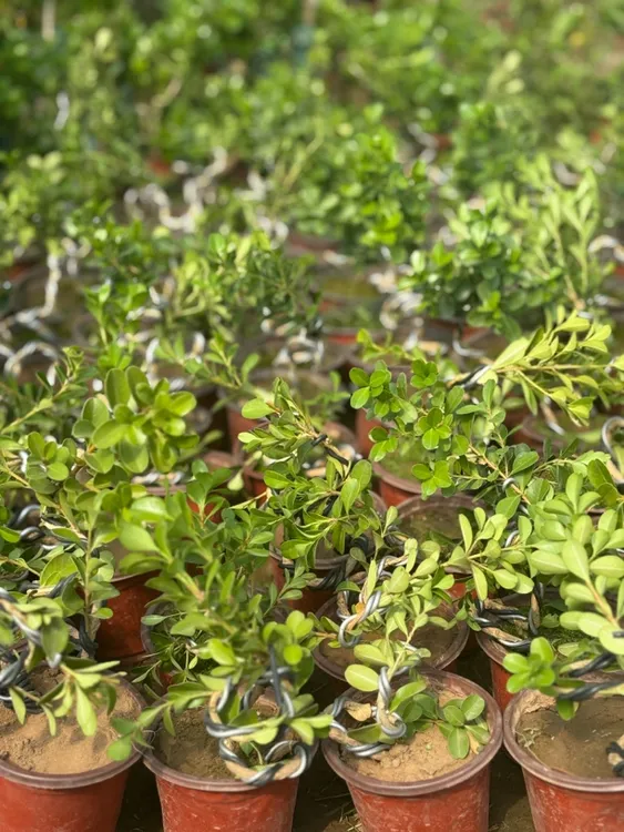 瓜子黄杨盆景掌中宝花卉植物净化空气四季长青