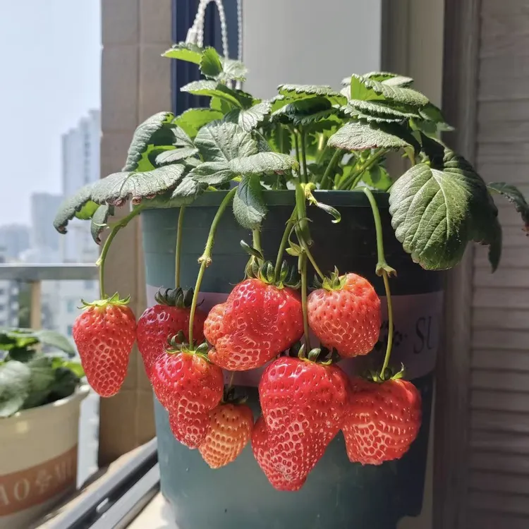 【红颜】草莓苗盆栽庭院阳台食用结果室外植物