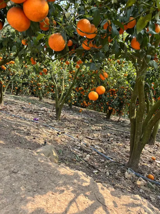 云南普洱景东老树沃柑