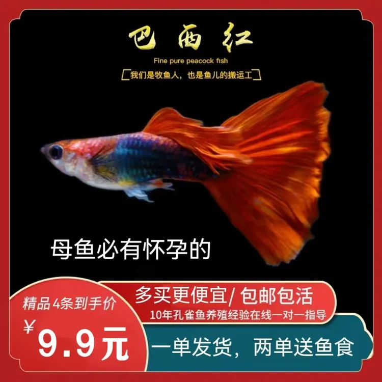 清仓 4条纯种巴西红扇褶扇大背精品孕母种鱼小型观赏孔雀鱼热带鱼