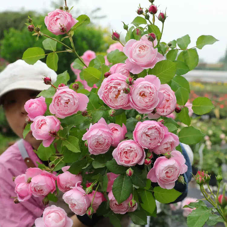 惠惠的花园灌木月季羽毛多季开花浓香抗病阳台网红植物花苗