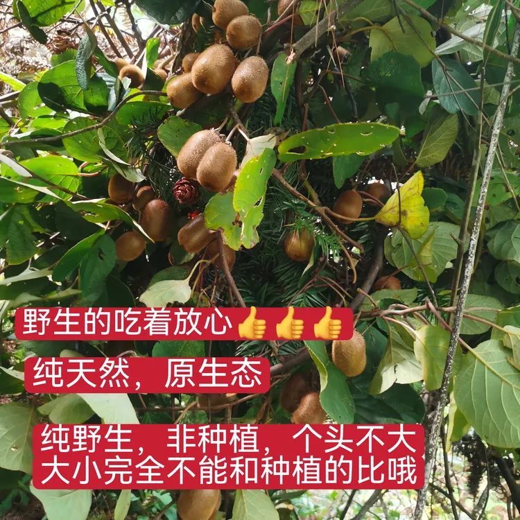 重庆高山野生猕猴桃新鲜当季孕妇水果甜蜜多汁细腻软糯