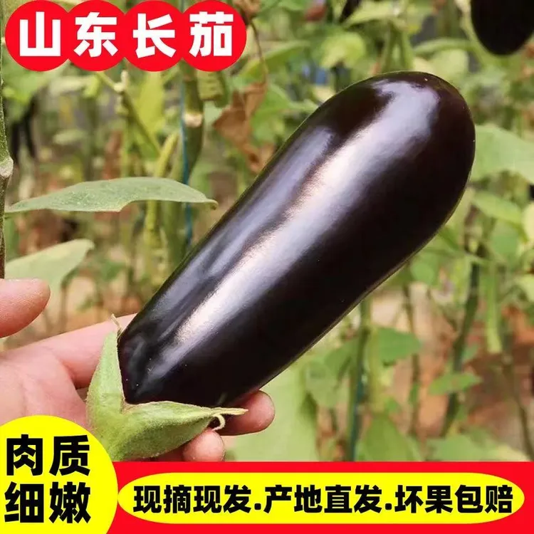 新鲜茄子紫皮长茄山东寿光新鲜蔬菜农家现摘当季批发黑茄子紫茄子