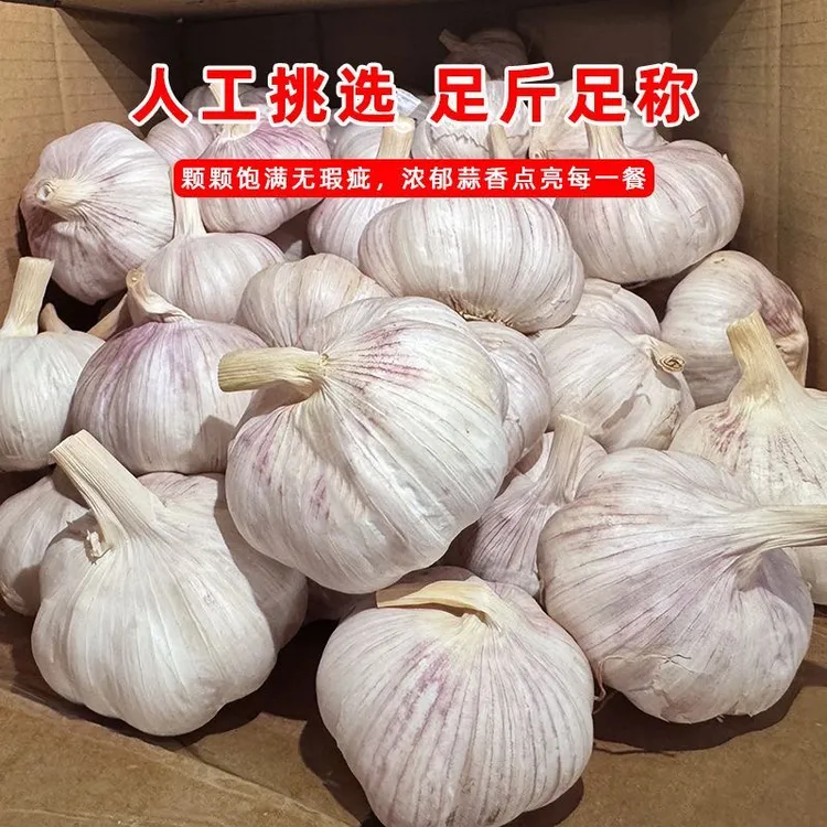 农家新蒜可做腊八蒜糖醋蒜紫白皮大蒜辛辣提香