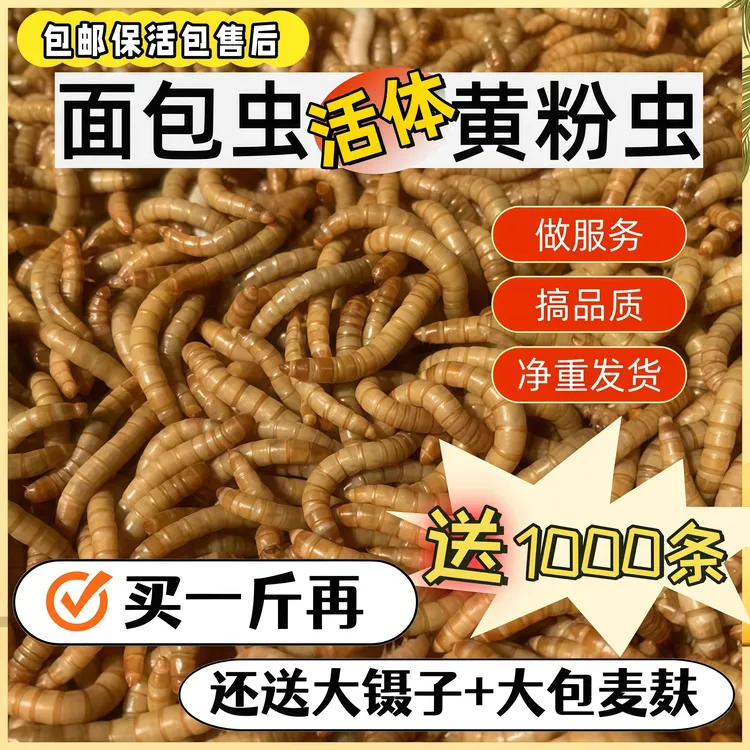 面包虫活虫鲜活黄粉虫包邮鸟食守宫画眉宠物食品钓鱼饵料高蛋白虫