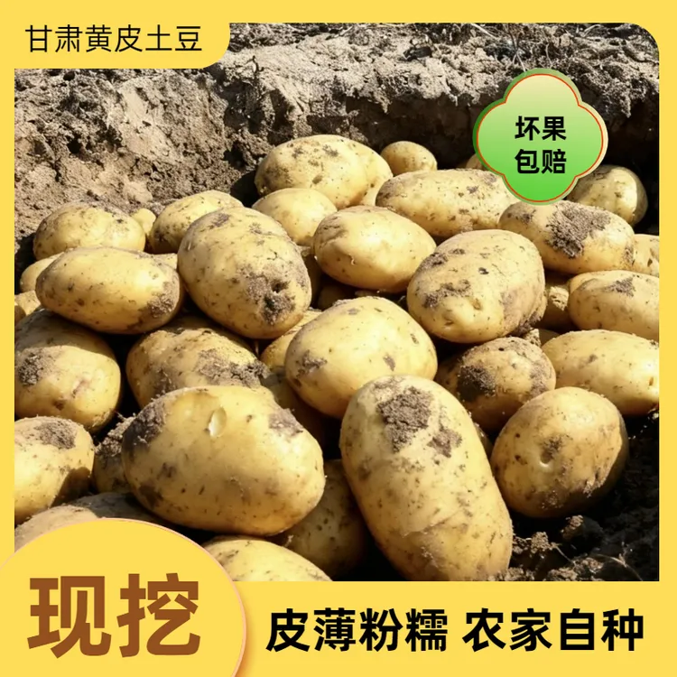甘肃新土豆黄皮黄心红烧专用洋芋大个软糯当季蔬菜马铃薯现挖