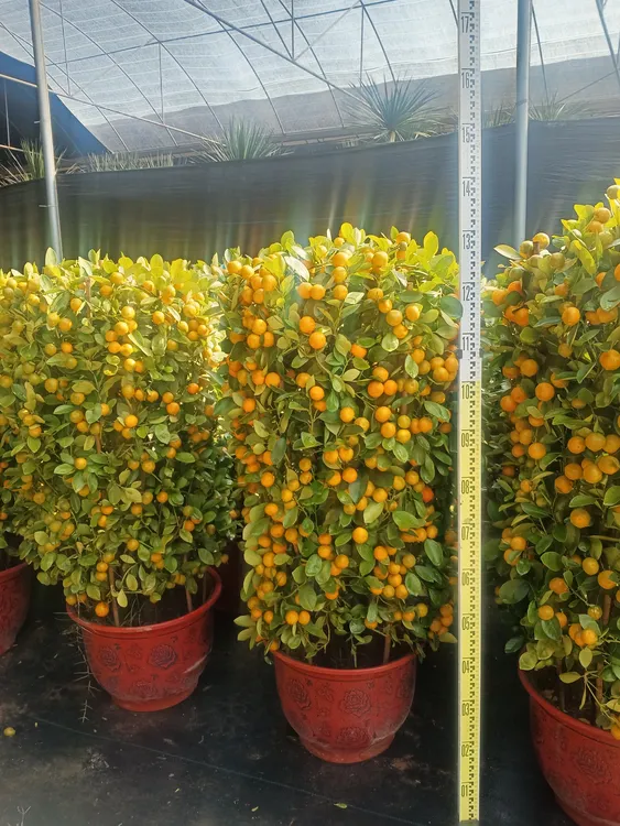 庭院门口阳台四季桔盆栽果树苗观赏带果
