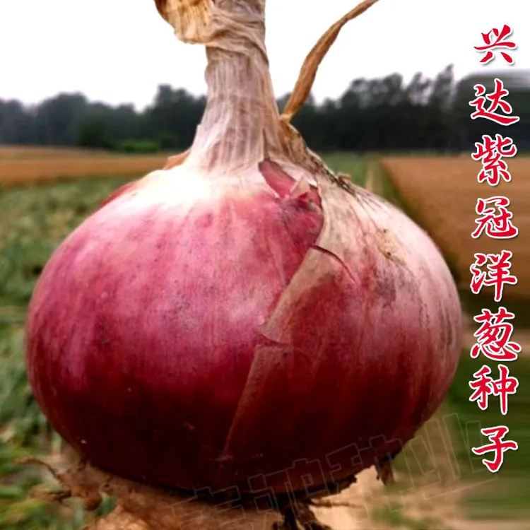 红皮洋葱种子种籽种植苗特大圆葱耐寒紫皮秧苗葱种孑蔬菜幼苗苗子