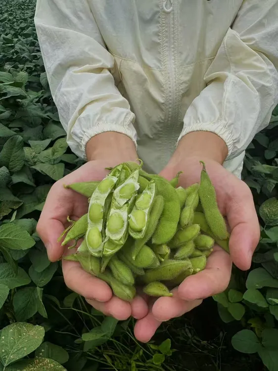 江西新鲜现摘毛豆带壳青豆农家毛豆鲜嫩蔬菜豆荚整箱自种当季