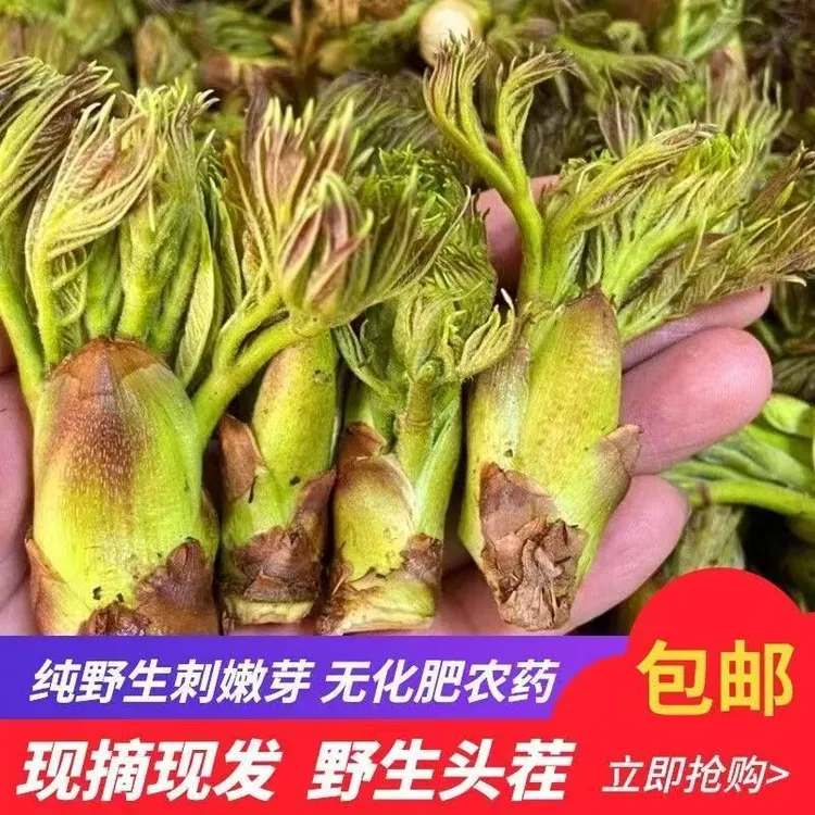 东北新鲜刺嫩芽山野菜包邮