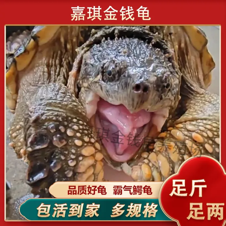 鳄龟大型龟肉龟红烧煲汤滋补美味外塘养殖北美鳄鱼龟