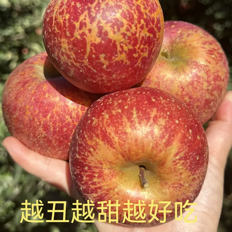 现摘云南昭通冰糖心丑苹果2025年新鲜水果当季农家现摘5斤9斤包邮