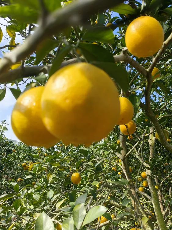 廉江正宗红桔橙子新鲜现摘产地直发应季水果汁多皮薄