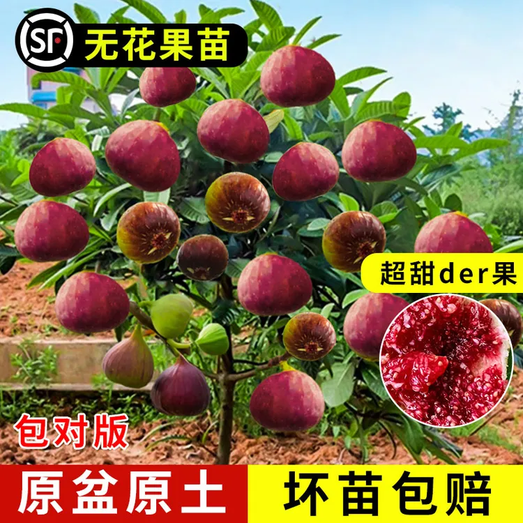 无花果树果苗盆栽水果苗波姬红特大果南北方庭院种植云南果树苗