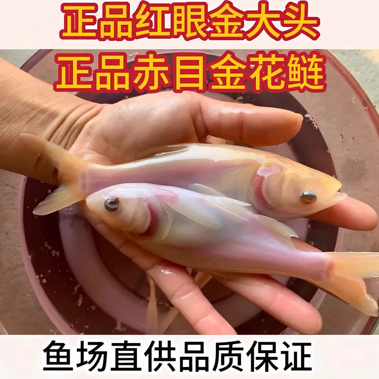 正品赤目红眼金大头红眼鲢鳙鲢鱼金胖头滤食性鱼净化水质
