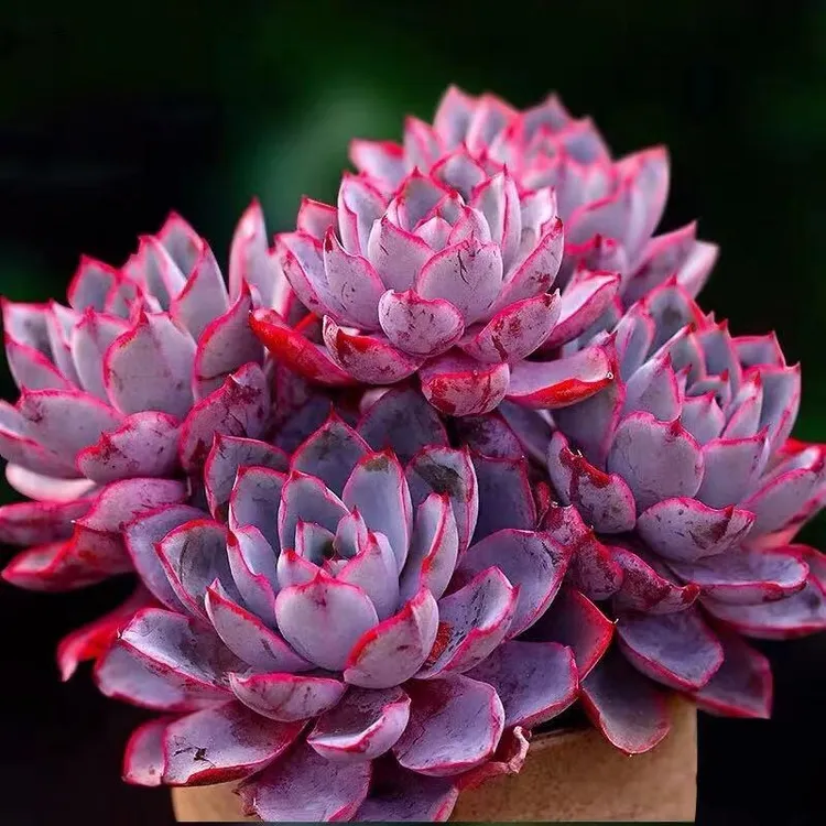 赫拉多肉晚霞杂多肉一物一拍大小贵货萌肉满包邮花之冠园艺