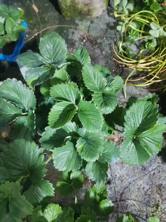 一物一拍 所见即所得 万和生态优质草莓苗