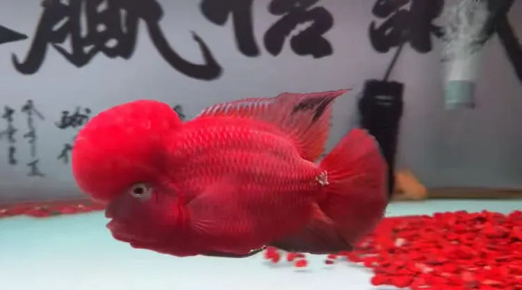 罗汉鱼红马古典彩虹金花火凤凰（直播间选鱼)