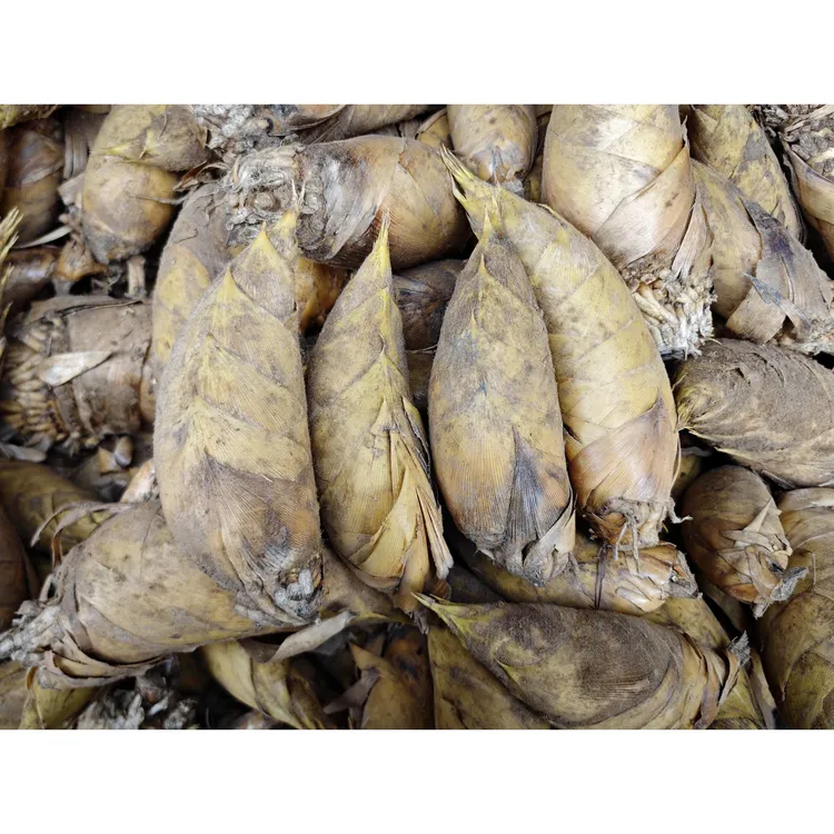 新鲜现挖高山黄泥拱两头尖冬笋应季蔬菜