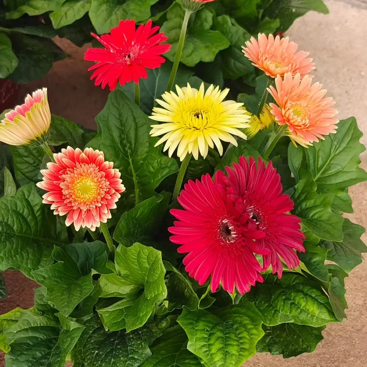 非洲菊盆栽带花苞扶郎花室内阳台室外好养花卉山东潍坊基地直销