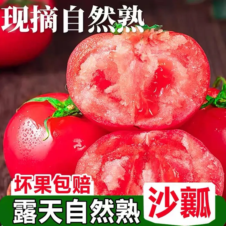 正宗四川攀枝花米易露天番茄新鲜沙瓤西红柿自然成熟现摘老品种