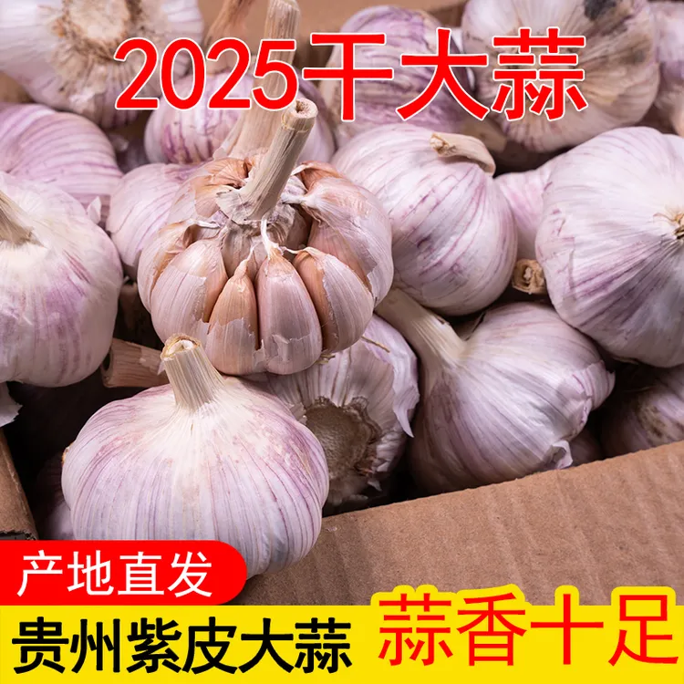 2025正宗贵州紫皮干大蒜头精选品质农家自种新蒜种子辣味浓郁