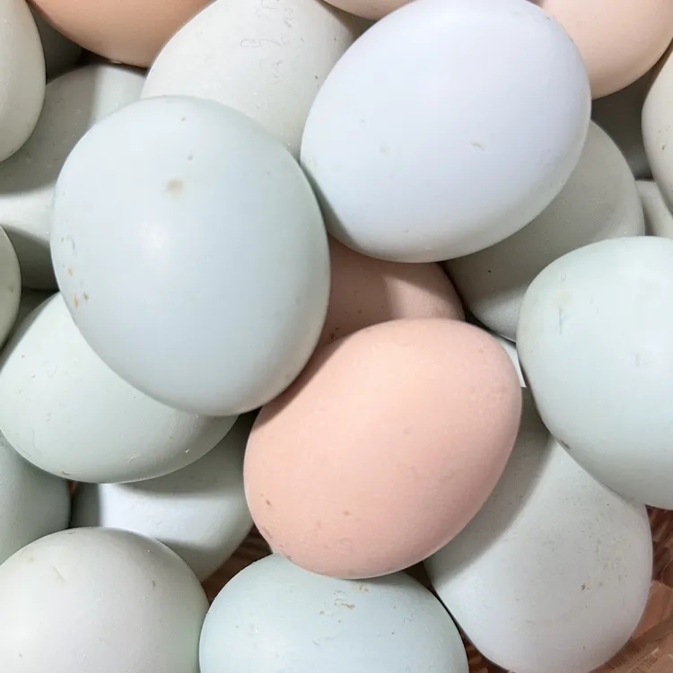 雀丰源香炉山平哥乌骨鸡山林吃谷果蔬菜菜虫子乌骨土鸡蛋鸡蛋50枚