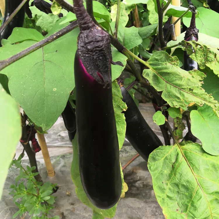 东北特色紫把长茄子新鲜当季可多方式烹饪