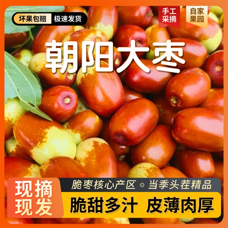 正宗朝阳大枣现采现摘新鲜脆爽酸甜可口产地直发