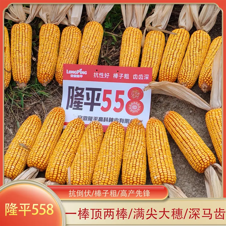 双国审品种隆平558玉米种子棒大满尖齿齿深大苞谷种籽粮食种孑