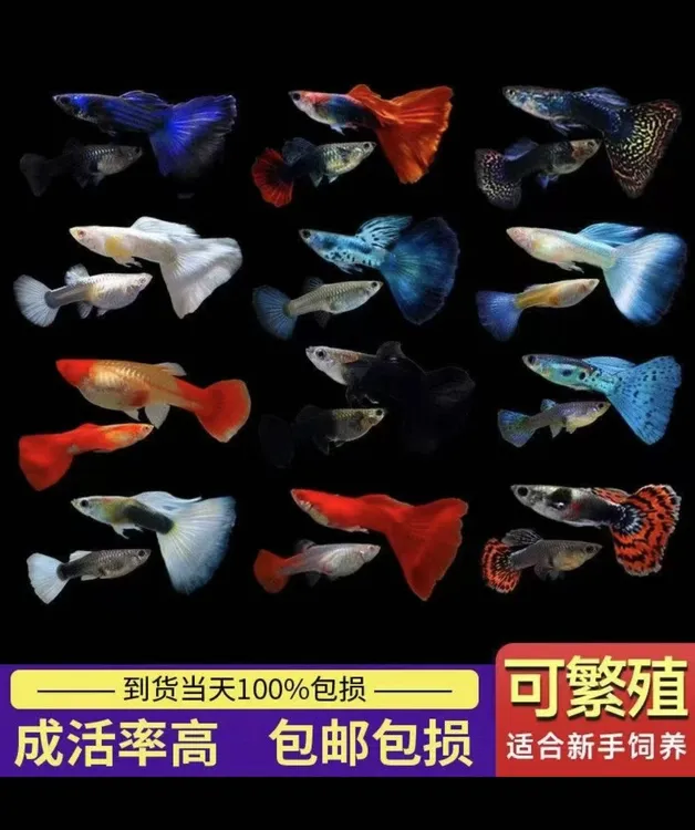 【全家福】(超备损找客服,入缸不报损)