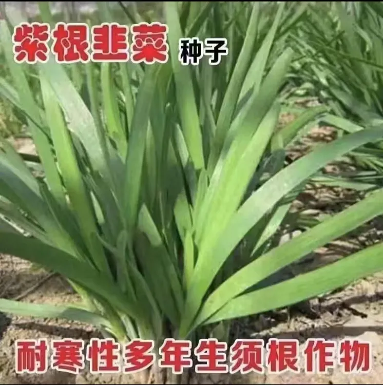 无品牌独根红韭菜种子韭菜籽韭菜种籽紫根红根 宽叶大叶耐热耐寒