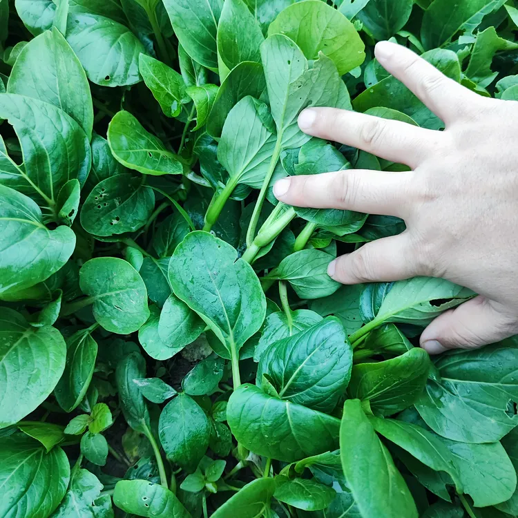 苏州青鲜嫩露天江苏农家新鲜蔬菜小青菜油菜软糯