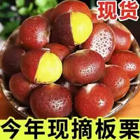 【买3斤送2斤】新鲜现摘高山板栗清脆甘甜鲜香生栗子