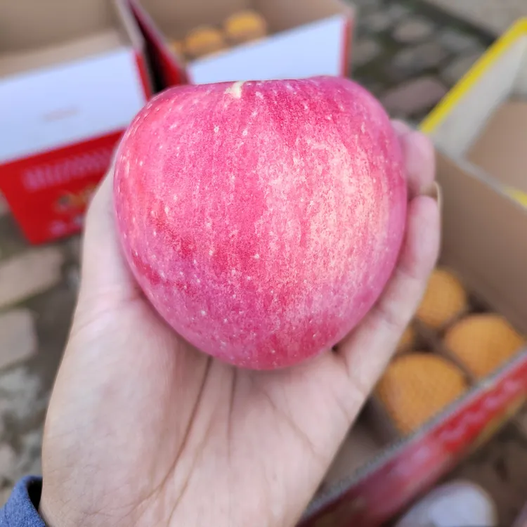 陕西延安产区红富士苹果