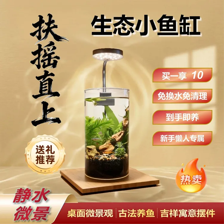 【扶摇直上】懒人免换水免清理生态小鱼缸,古法养鱼,适合新手小白